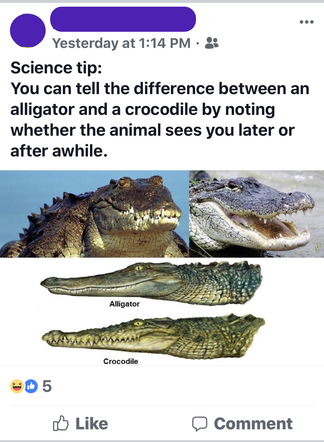 A social media post with the text, ''Science Tip: You can tell the difference between an alligator and a crocodile by noting whether the animal sees you later or after awhile.'' Below are images of both alligators and crocodiles.